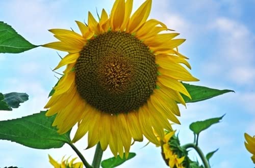 RP Seeds Helianthus Tall Single (Sunflower) - 30 Seeds