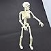 XONOR 16” Posable Halloween Skeleton- Full Body Halloween Skeleton with Movable Joints for Haunted House Props Decorations (1pc)