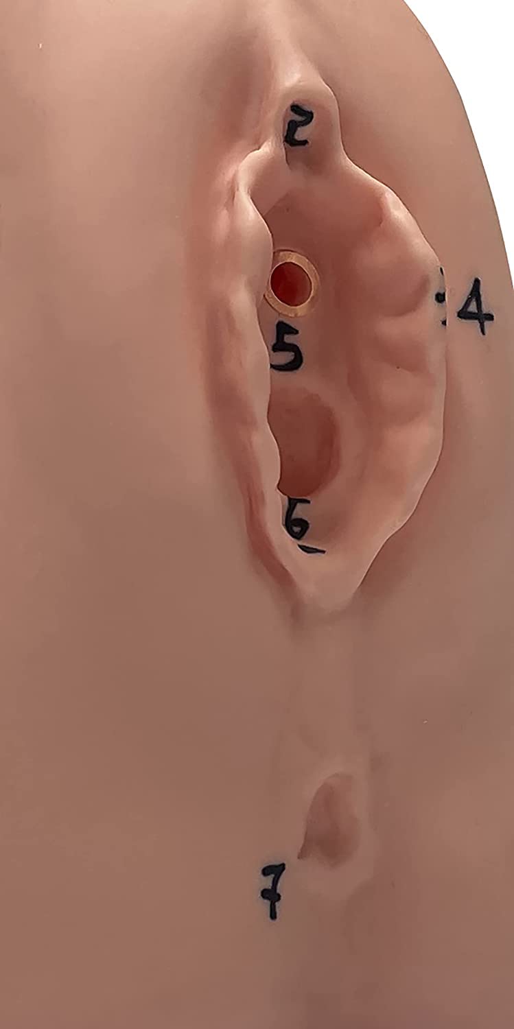 Modèle d'enseignement, modèle de cathétérisme modèle de cathétérisme Interne et Externe, modèle d'enseignement de Mannequin en PVC - pour l'aide à la Formation éducative médicale en gynécolo