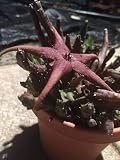 Stapelia Schinzii VAR. Angolensis 3.5 Inch Potted Plant Well Rooted and Super Healthy!!! - No Shipping to California Or Arizona!