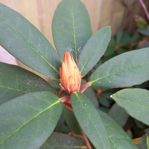 Cat Cafe Purr-Finale