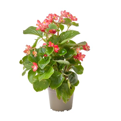 Verdecora Begonia Semperflorens Maceta Ø13 cm | Planta de Flor Continua | Ideal para Jardín, Balcón o Maceta | Surtido de Colores Resistentes al Sol