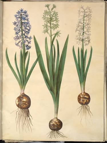 Tableaux Peinture sur Toile Hyacinthus Orientalis Hans Simon Holtzbecker Déco Nordique 60x90cm