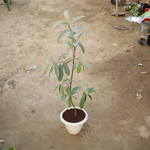 Bedroom Plants Holy Rudraksha in 10 Inch White Classy Plastic Pot-image-36