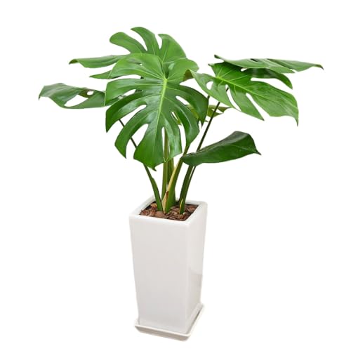 t[R[|[V Xe ϗtA O[ XNGA픫A 6