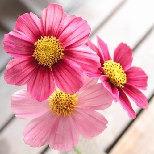 Amazon.co.jp: 春蒔き 秋に咲くお花の代名詞 シックな花色