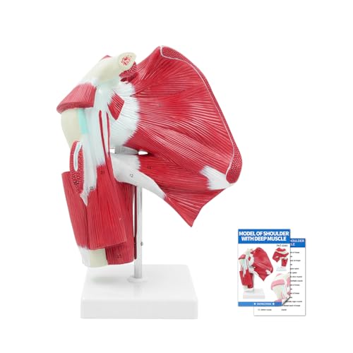 SFXYJ Shoulder Joint Muscled Model, 1:1 Life Size Human Complete Shoulder Anatomy Model Musculature from Rotator Cuff to Subscapular Tendon Muscles with Product Manual for Medical Study Training