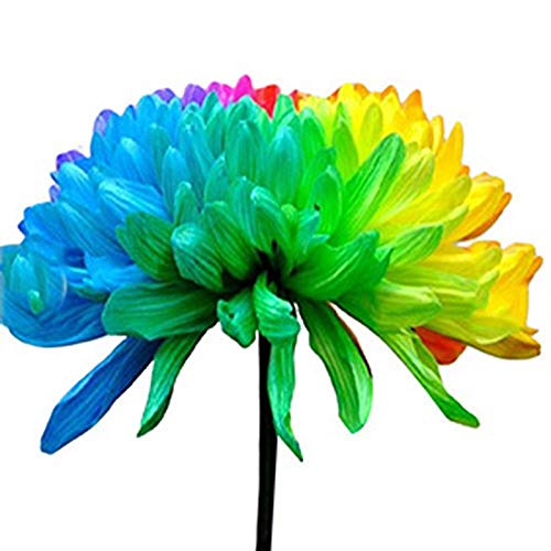 Benoon Semillas De Crisantemo Arco Iris, 1 Bolsa Semillas De Crisantemo Arco Iris Llamativas Semillas De Bonsái De Balcón Coloridas Resistentes A La Sequía Para Jardín Semillas de crisantemo arcoíris