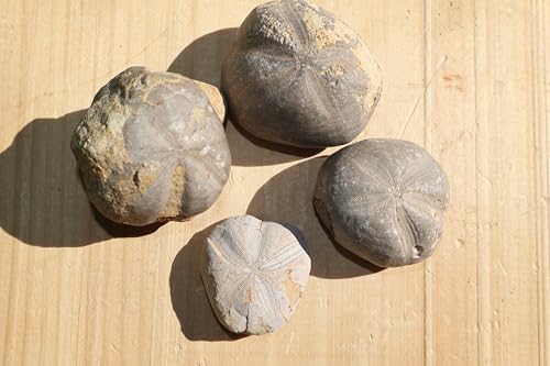 Image of 4pcs Sea Urchin Fossil Rare Toxaster peroni Fossil from The Cretaceous Period - Authentic Moroccan sea Urchin, Natural Specimen, for Collectors and Geologists A140
