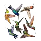 NOLITOY 7個 防撞蜂鳥ステッカー リアルな鳥デザイン 製 壁 窓 ドア用 自己粘着 壁飾り インテリア装飾 室内シーン向け
