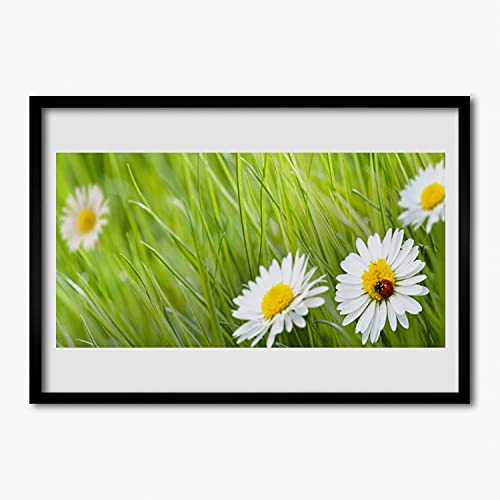 Affiche encadrée 70x50 cm herbe marguerite nature cadre en MDF salon