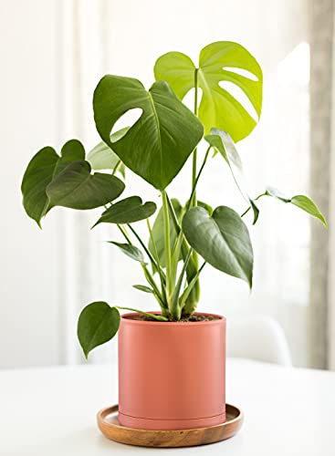 Pack Of 10 Plastic Plant Pots (2 Set Of 6 Inch, 5.5 Inch, 5 Inch, 4.5 Inch, 4 Inch) Small Planter Pots For Plant With Drainage Holes And Saucers, Terracotta Color, 74-V-Xs-3 #TOP6