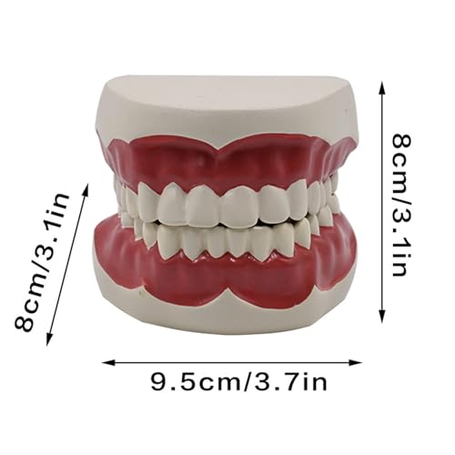 Dents standard pour la démonstration avec articulation stable de la mâchoire