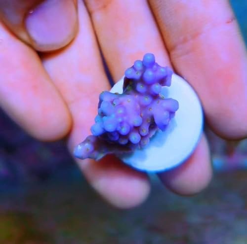 Image of 36pcs Coral frag Plug Base Frag Plugs 2pcs 5g Aquarium Glue Coral Glue