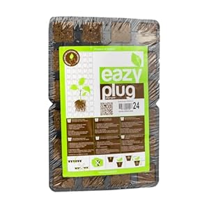 Weedness Eazy Plug Anzuchtset 12 Stück