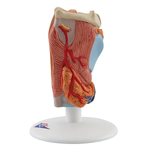 Image of 3B Scientific G22 Larynx 2-Part - 3B Smart Anatomy