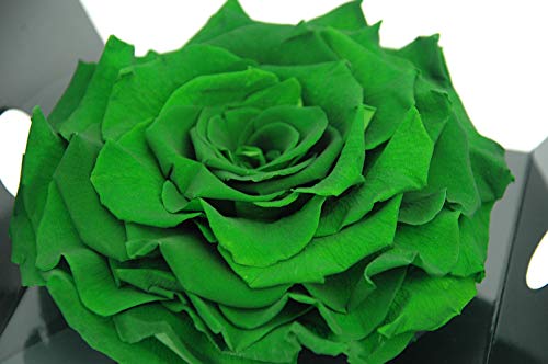 Mundo Eterno Rosa Eterna Preservada Verde 15cm diámetro
