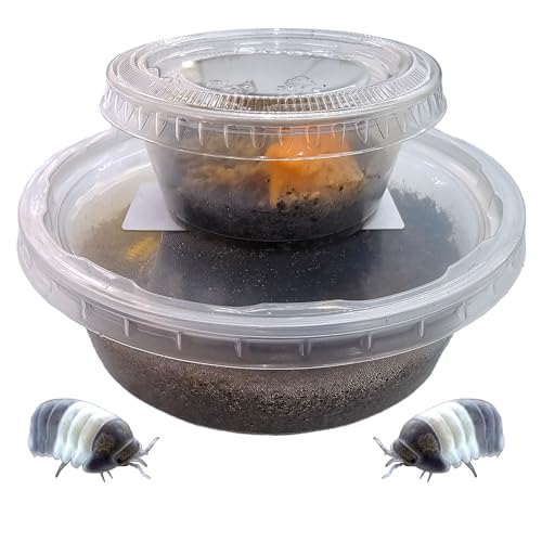 10 Panda King Isopods | 8oz Coco Temperate Springtails | Live Arrival Nationwide!