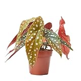 verdecora