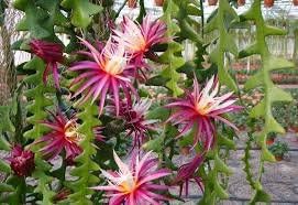 Epiphyllum, Orchid Cactus, ‘RIC Rac’, Ephiphyllum Hybrid, Cactaceae, 4in Potted Plant