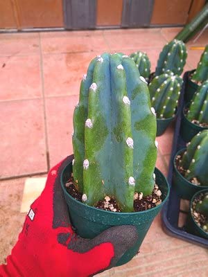 Amazon.co.jp: 柱サボテン・ヌーダム（トゲなし鬼面角）◇ハシラ