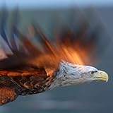 Dancing in Light, Pt. 4