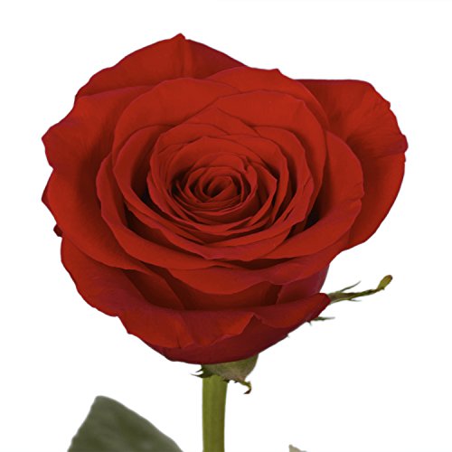 Next Day Delivery By Wednesday March 29Th- 100 Red Roses- Beautiful Gift #TOP5