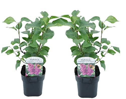 Plant in a Box - Syringa vulgaris 'Ludwig Spath' - Set de 2 - Arbusto ornamental para jardín - Arbusto con flores de color rojo púrpura - Maceta 17cm - Altura 25-40cm