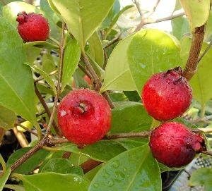 Amazon ストロベリーグアバ 赤実グアバ 5寸鉢植え 熱帯果樹苗 苗木 苗 果物