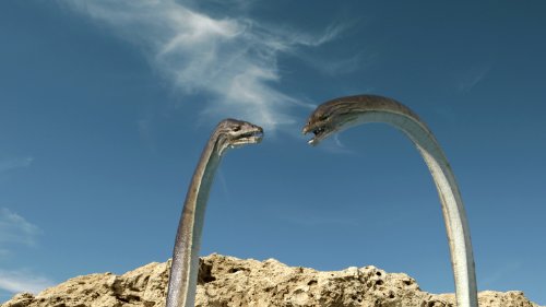 IMAX: Sea Rex 3D - Reise in die Zeit der Dinosaurier [3D Blu-ray]