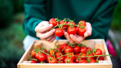 Image of Red Cherry Tomato Seeds | Miniature Size | High Germination Rate | Organics | for Home | Kitchen | (Cherry Tomatos)