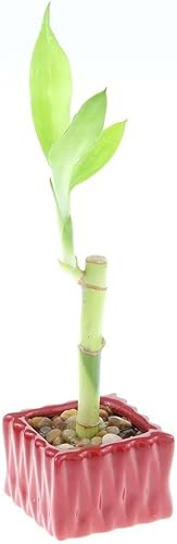 Tallo individual de bambú de la suerte vivo de 4 pulgadas con maceta cuadrada roja, planta de interior para buena suerte, fortuna, Feng Shui y