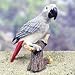 Stone Resin Realistic African Grey Figurine