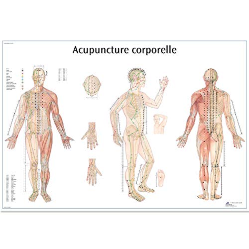 3B Scientific VR2820UU Anatomical Chart "Acupuncture Corporelle", Paper Version