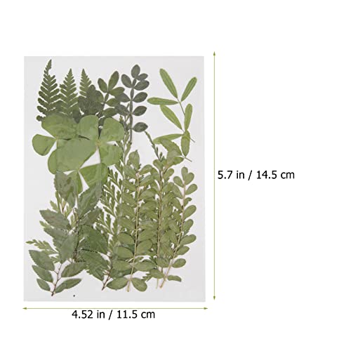 Hohopeti 1 Material De Gravação De Flores Secas Vela Flor Seca Outono Outono Folhas Secas Flores Sec