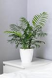 15 Parlor Palm Neanthe Bella Palm Chamaedorea Elegans Tree Houseplant Seeds