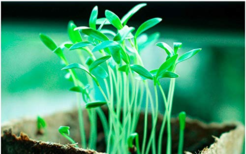 Preisvergleich Produktbild Puzzles, Holzpuzzles 1000 Stück, Adult kreative Geschenk-Dekomprimierung Puzzlen Cartoon Lernspielzeug for Kinder-Frühling Gartensprossen70x50cm