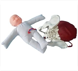 Female Pelvis Childbirth Model Pelvis and Baby Model Childbirth Simulator with Models of Baby Pelvis for Study Display Teaching Medical Model