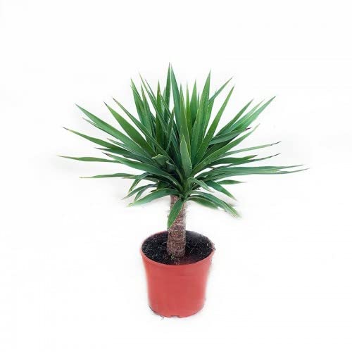 Planta de Yucca Elegans Natural Aproximadamente 90cm de Altura