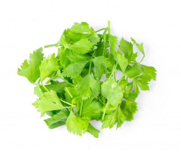 Image of Celery Seeds Hybrids F1 Vegetable Seeds for Home Garden for Planting for All Season (50 seeds) By Zabbus