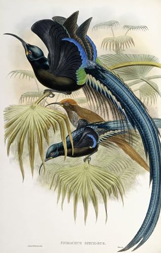 Toile Oiseau John Gould pour une Décoration de Chambre Nordique Chaleureuse