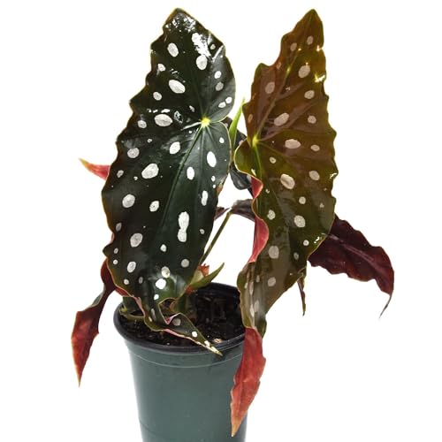 Begonia maculata Wightii Polka Dot/Clown/Trout/Spotted Begonia Live Houseplant Spotted and Dotted Angel Wing Foliage Rare Cnt Sz: 3.5