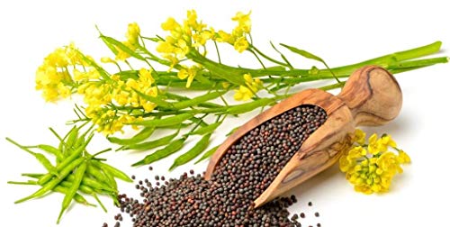 CEMEHA SEEDS - Black Mustard Seeds Non GMO Vegetable for Planting 500 Seeds - Image 3