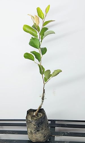 Image of Golden Bloom Grafted Red Apple Ber Plant, Red Kashmiri Apple Ber Plant (Next Year U Get Fruits)