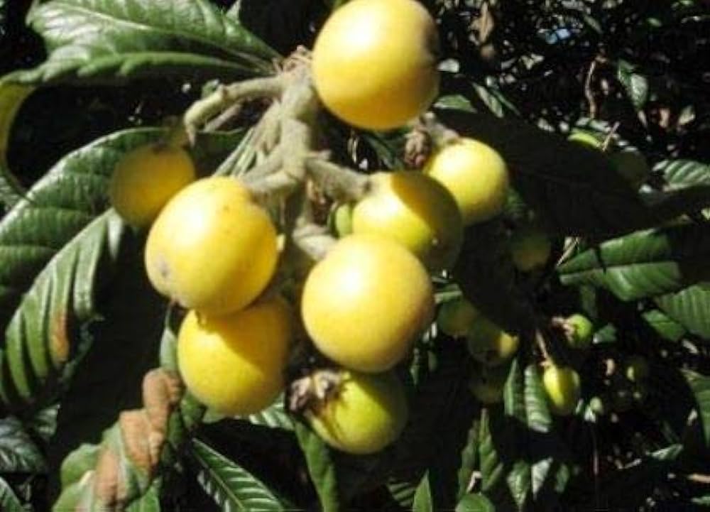 マルーラ　苗 Amazon | マルーラの種（10粒） | 種