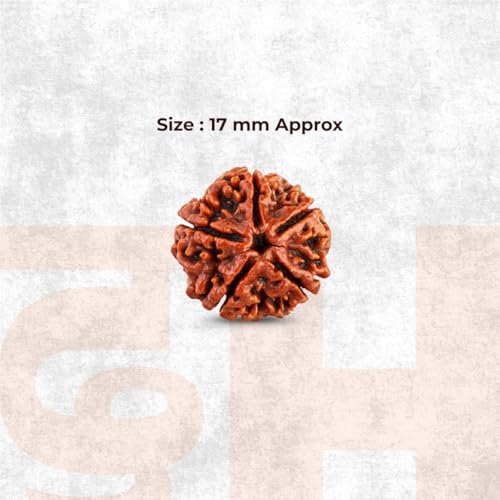 Image of Divine Hindu Original 5 Mukhi (Five Face) Indonesia Rudraksha |Panch Mukhi Rudraksh Bead for Meditation, Protection & Spiritual Growth | Natural Rudraksha for Men & Women | Prayer Bead for Success