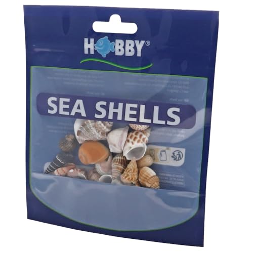 Hobby Lot de Coquillages