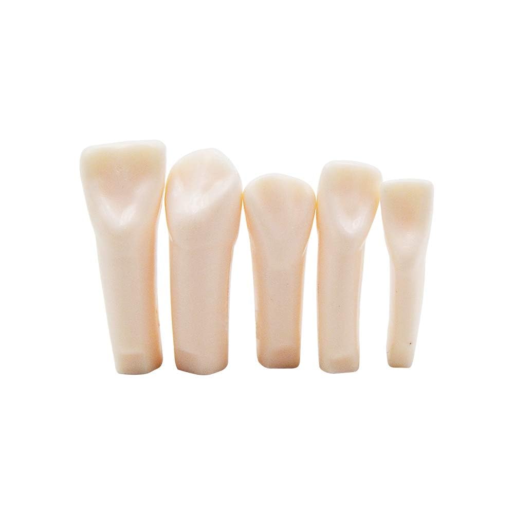 32PCS Professional Dental Training Teeth Set, White Simulated Full-Mouth Granules for Practice, Cavity Preparation and Crown Exercises