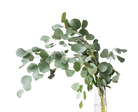 Ramo de Eucalipto Natural Preservado Eucalyptus Cinerea