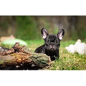 SPJOY verf op nummer gepersonaliseerde foto schilderij op nummer dierlijke Franse bulldog 16X20inch